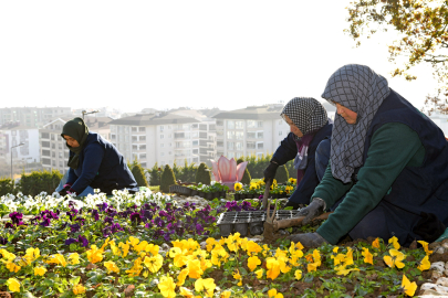 Bursa'da 300 bin kış çiçeği toprakla buluşuyor