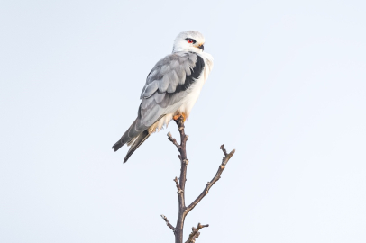Bursa'nın yeni konuğu: Ak çaylak