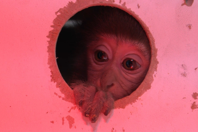 Koli içinde yakalandı! Eziyetten kurtarıldı...