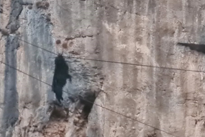 Siirt'te tel örgülerde asılı kalan keçi kurtarıldı