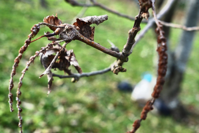 Ekolojik tehlike! 500 bitkiden 35'i hayatta kalmayı başardı