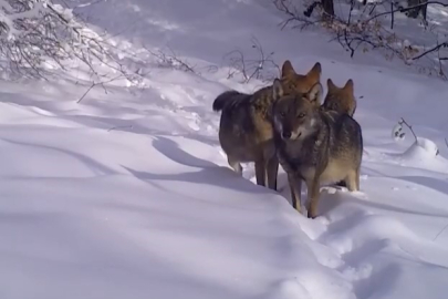 Bursa'nın yaban hayatı foto kapana takıldı!