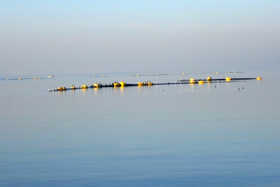 Marmara'da o büyük tehlike dönüyor! Görülmeye başlandı...