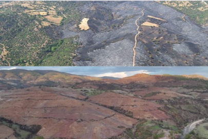 Bursa'nın ormanları küllerinden doğuyor!