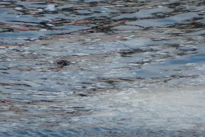 Çanakkale Boğazı'nda görüldü! Tehlike büyüyor...