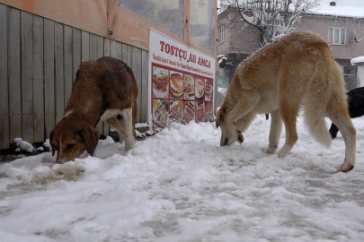Karda aç kalan sokak hayvanlarına köylüler sahip çıkıyor