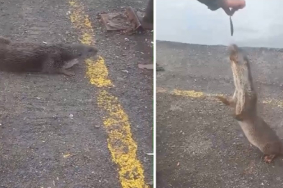 Bursa'da evcilleşen su samuru sosyal medyada viral oldu!