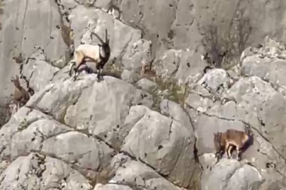Dağ keçileri cep telefonu kameralarına yakalandı