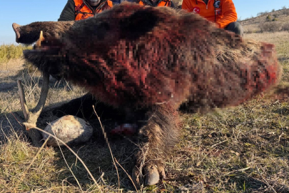 Avcılar tarafından avlandı! Tam 250 kilo