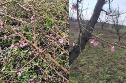 Bursa'da kırmızı alarm! Çiftçiler endişeli...