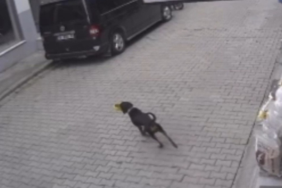 Bursa'da ilginç bir olay! Kediyi kıskandı, mamayı alıp kaçtı