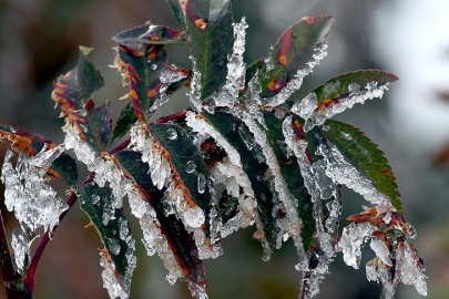 Bursa Valiliği’nden zirai don uyarısı