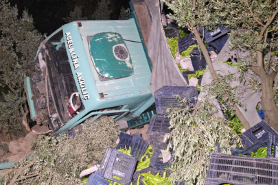 Biber yüklü kamyon zeytinliğe uçtu: 1 yaralı