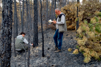 Bursa'da yanan ağaçları tek tek saydılar...Hem havadan hem karadan