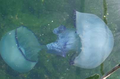 Müsilaj bitti bu kez denizanası kabusu başladı