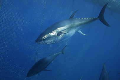 Türkiye yakalıyor, Japonya ve Güney Kore yiyor