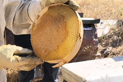 Bursa'da üretilen bu bal her derde deva