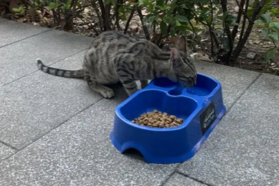 ‘Sevgimiz, Enerjimiz Sizinle’ Projesi sokak hayvanlarına umut oldu