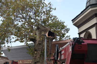 Bursa’nın asırlık çınarı koruma altında