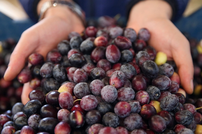 Marmarabirlik 2025/2026 zeytin alım fiyatlarını açıkladı