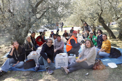 Mudanya’da geleneksel zeytin hasadı coşkusu