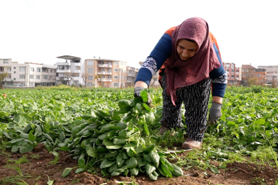 Osmangazi’de ilaçsız ıspanak hasadı
