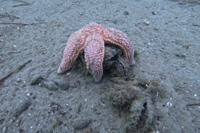 Marmara Denizi'nin dibi görüntülendi