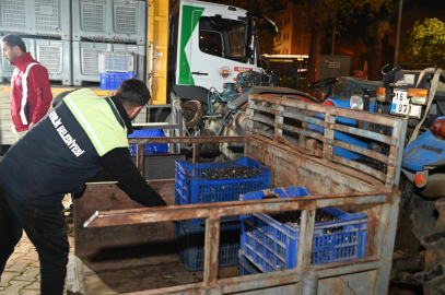 Gemlik Belediyesi’nden çiftçiye destek: Zeytin alımları başladı