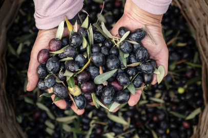 Marmarabirlik'ten 2025’te rekor ciro ve ihracat başarısı