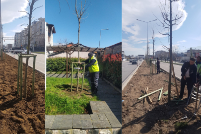 Bursa’nın 700 yıllık mirası 700 çınarla kök salıyor